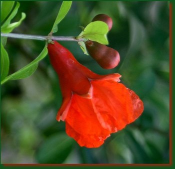 Pomegranate Flower And Buds