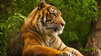 Animal Wallpaper Hd - Pictures With Tiger - Nature Animals