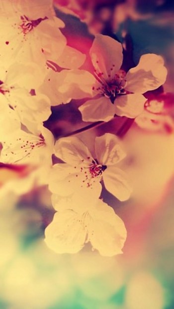 Cool iphone wallpapers - Flowers animated cell phone wallpaper