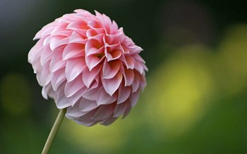 Beautiful Flowers Pics - Dahlia show me some pictures of flowers