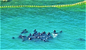 Pilot whale pod netted into the cove, Taiji, Japan