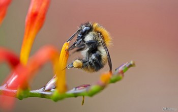 'Hanging on'  Major Study Reveals Wild Bee Decline.