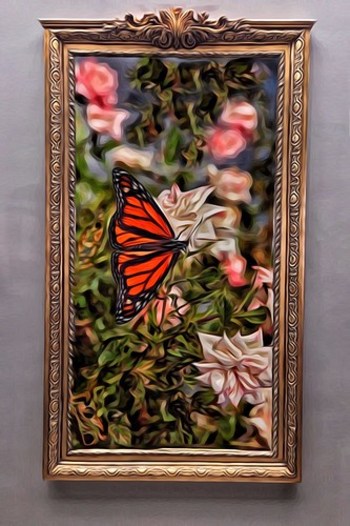 Butterfly And Frame Composite