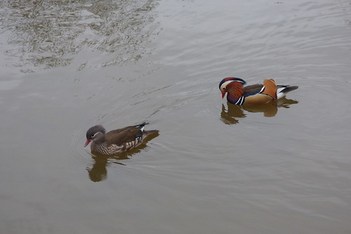 Mandarin ducks on their outing at Richmond Park