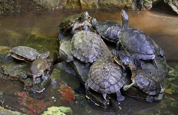 Turtle Pile-up