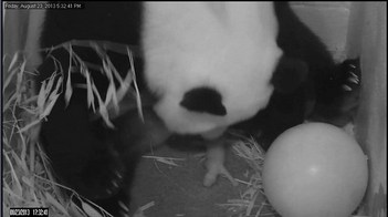 2013.08.23-Panda-Cub-Birth