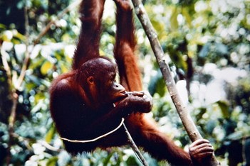 Borneo - Orangutan - 4