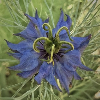 Blue Nigella damascena flower - Braddon - ACT - Australia - 20150929 @ 12:43