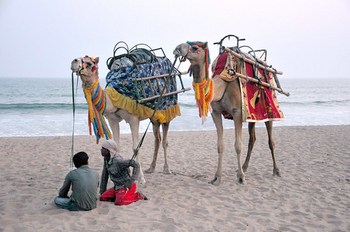 India - Odisha - Puri - Camels At The Beach - 06