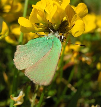 Green Hairstreak butterfly, Croydon, May 2019