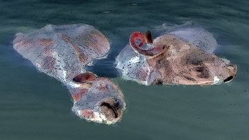 India - Uttar Pradesh - Varanasi - Water Buffaloes - 2bb