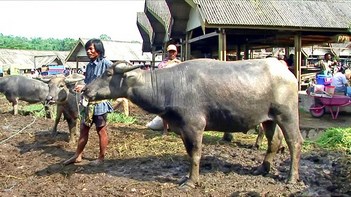Indonesia - Sulawesi - Bolu - Cattle Market - Water Buffaos - 29