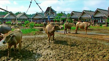 Indonesia - Sulawesi - Bolu - Cattle Market - 31