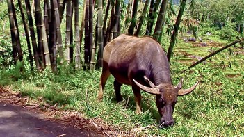 Indonesia - Sulawesi - Tanah Toraja - Water Buffaloe - 216