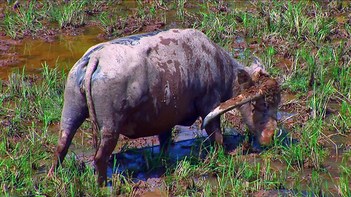 Indonesia - Sulawesi - Tanah Toraja - Water Buffalo - 3