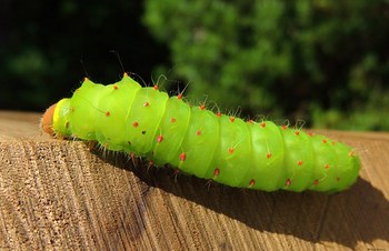 Giant Antheraea Polyphemus Caterpillar - Giant Silk Moth - Pacific Northwest
