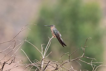 giant hummingbird