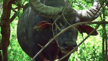 Indonesia - Komodo - Water Buffalo - 68