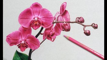 Orchid Flower Drawing