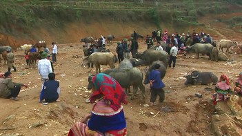 Vietnam - Lao Cai Province - Can Cau Saturday Market - Water Buffalo - 359