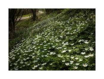A carpet of wood anemone