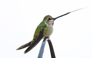 This is What Gamma Radiation Does to The Anna's Hummingbird Female (Calypte Anna)