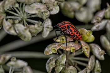 the shield bug