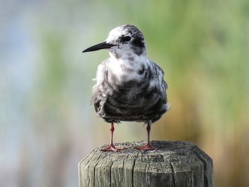 Black Tern juvenile