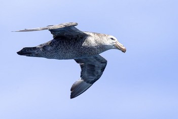 ‘Looking good’ - Northern Giant Petrel 😊