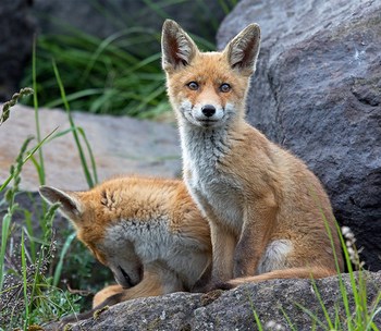 2 young foxes