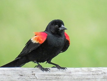 Red-winged Blackbird / Agelaius phoeniceus male