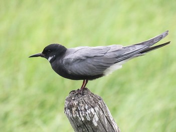 Black Tern / Chlidonias niger
