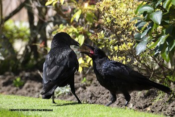 Feed me now!  (Female Corvus corone feeding one of her young)