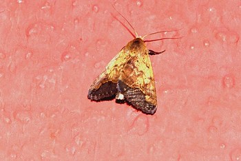 ecosystem/fauna/Erebid Moth(Bocula pallens)