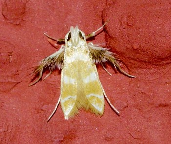ecosystem/fauna/Cosmet Moth (Ashibusa sp.)