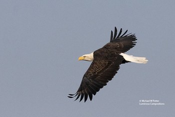 Bald Eagle adult in flight