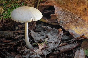How to Photograph a Mushroom