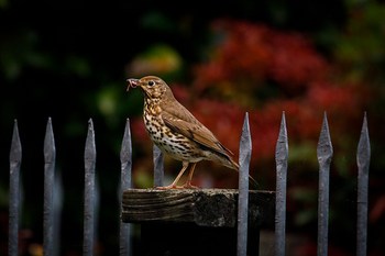 The Early Evening Song Thrush Still Gets a Worm