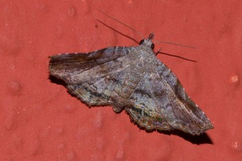 ecosystem/fauna/Erebid Moth //Pangraptinae