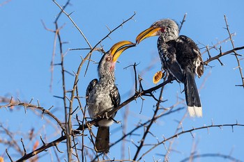 Yellow billed Hornbills