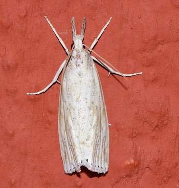 ecosystem/fauna/Crambid Moth/Chilo sp.