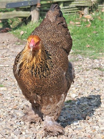 Brahma chicken
