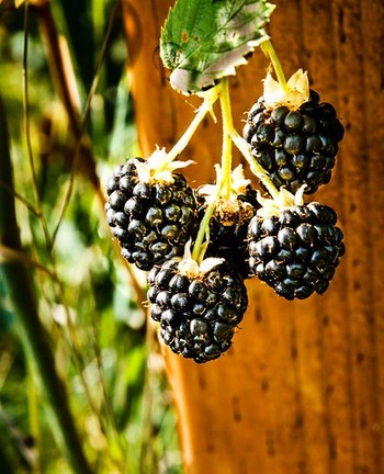 Blackberries Delight