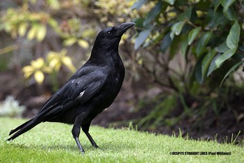 The ever vigilant (Female Corvus Corone - Carrion Crow)  -  (Published by GETTY IMAGES)