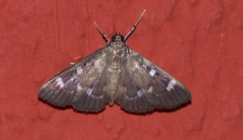 ecosystem/fauna/Crambid Moth (Syllepte sp.)