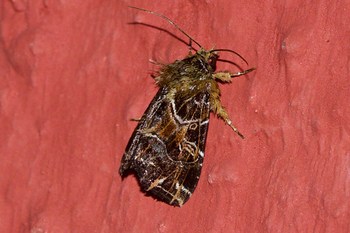 ecosystem/fauna/Fern Moth (Callopistria duplicans)