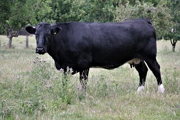 Cow - Heifers (Bos Taurus)