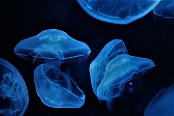 Jellyfish - Sea Jellies - Medusa (Subphylum Medusozoa)
