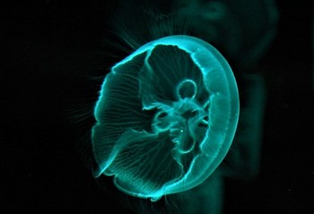Jellyfish - Sea Jellies - Medusa (Subphylum Medusozoa)