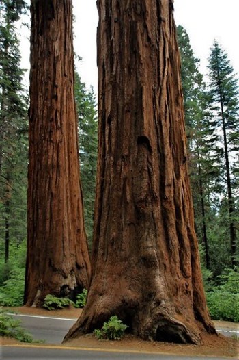 Sequoia National Park, California, USA.